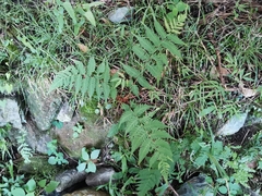 Dryopteris lacera