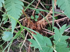 Dryopteris lacera