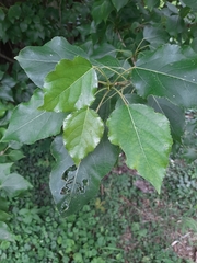 Populus