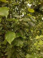 Populus
