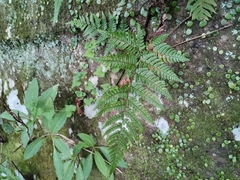 Dryopteris bissetiana