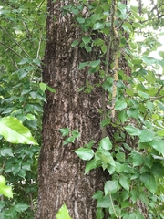 Populus