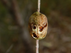 Austromantis albomarginata