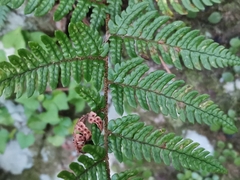 Dryopteris bissetiana