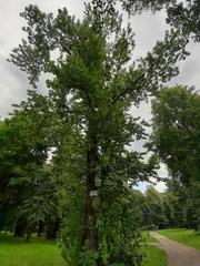 Populus