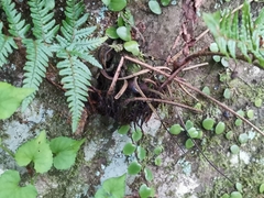 Dryopteris bissetiana