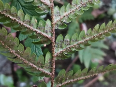 Dryopteris bissetiana