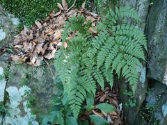 Diplazium squamigerum