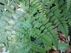 Diplazium squamigerum