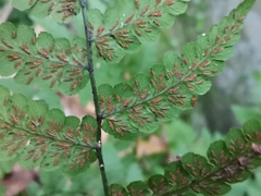 Diplazium squamigerum