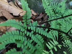 Diplazium squamigerum