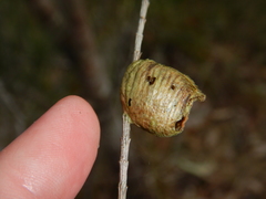 Austromantis albomarginata