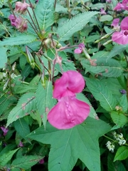 Impatiens glandulifera