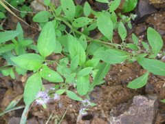 Mentha canadensis