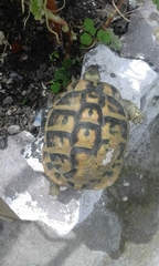 Testudo hermanni