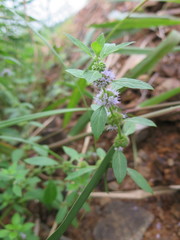 Mentha canadensis