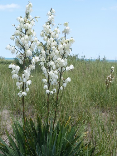 天門冬科 龍舌蘭亞科 絲蘭屬  絲狀絲蘭 Yucca fil