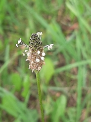 Plantago lanceolata