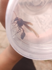 Delta pyriforme circinale