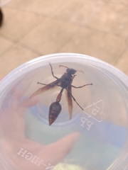 Delta pyriforme circinale