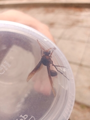 Delta pyriforme circinale