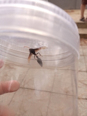 Delta pyriforme circinale