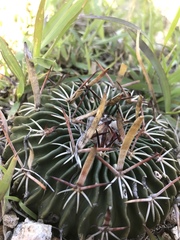Echinofossulocactus dichroacanthus