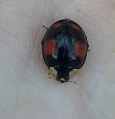 Harmonia axyridis