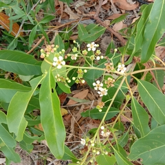Lophostemon grandiflorus