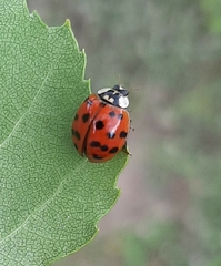 Harmonia axyridis