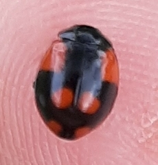 Adalia bipunctata