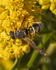 Euodynerus planitarsis