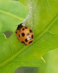 Harmonia axyridis