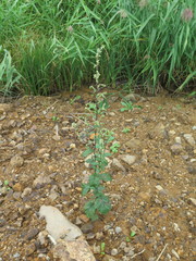 Artemisia stolonifera