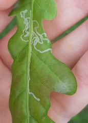 Acrocercops brongniardella
