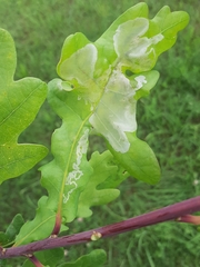 Acrocercops brongniardella