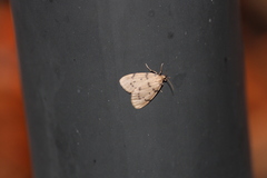 Paidia rica