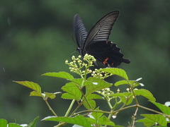 Papilio protenor