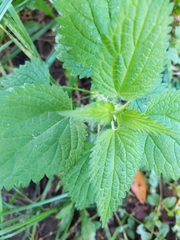 Urtica dioica