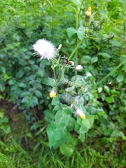 Sonchus oleraceus