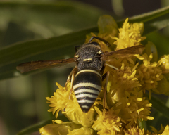 Euodynerus planitarsis