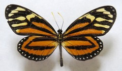 Lycorea halia atergatis