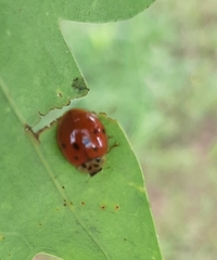 Harmonia axyridis
