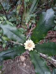 Eupomatia bennettii