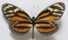 Lycorea halia atergatis