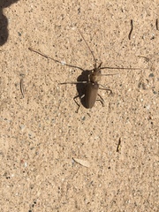 Hesperophanes sericeus