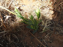 Dimorphotheca spectabilis