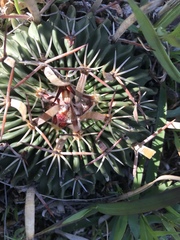 Echinofossulocactus dichroacanthus