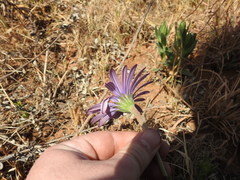 Dimorphotheca spectabilis