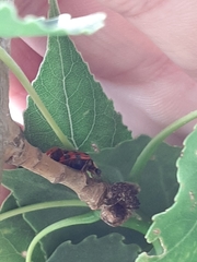 Harmonia axyridis